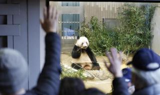 旅加大熊猫顺利回家 旅加大熊猫顺利回家